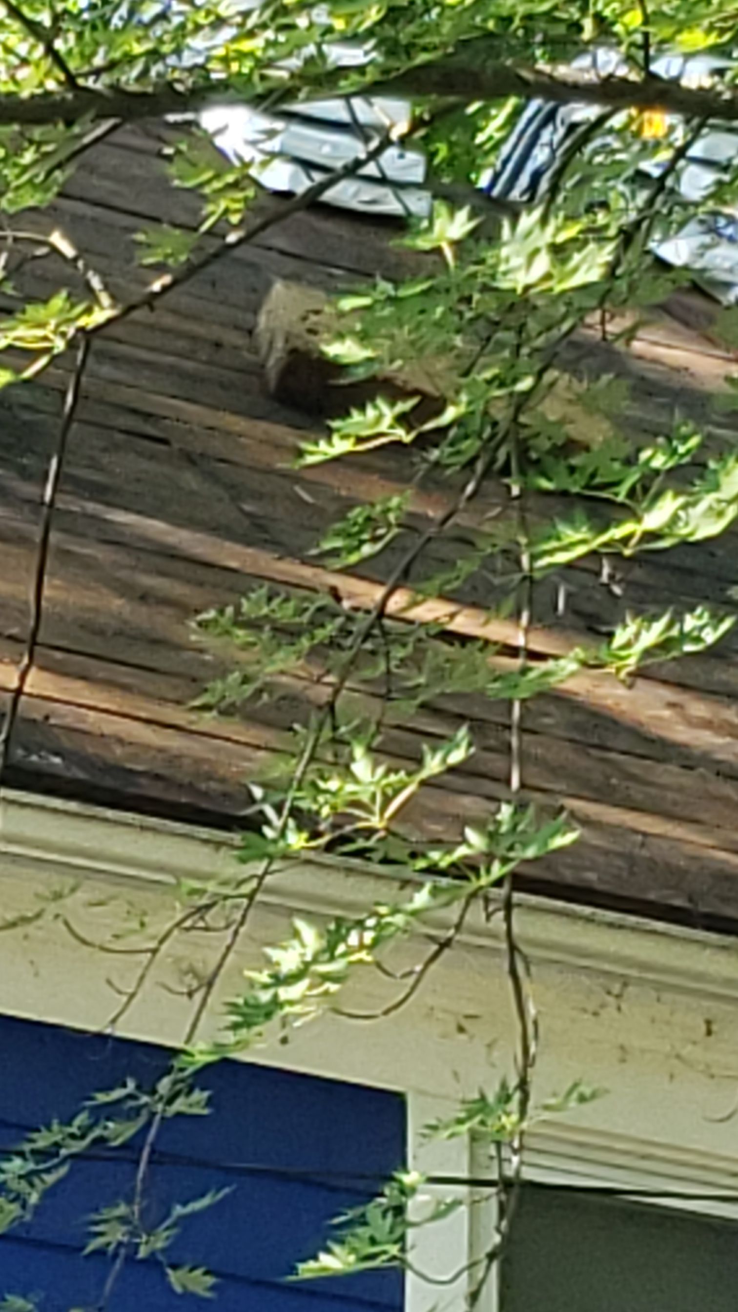 ATLAS PINNACLE COLOR: SCOTCHGARD BLACK DRIP EDGE: WHITE by Eagle Eye Roofing