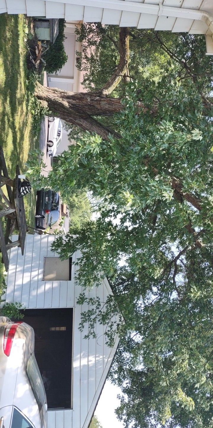Tree Trimming using Tree Pruing by Mike Jones & Sons Tree Service LLC 