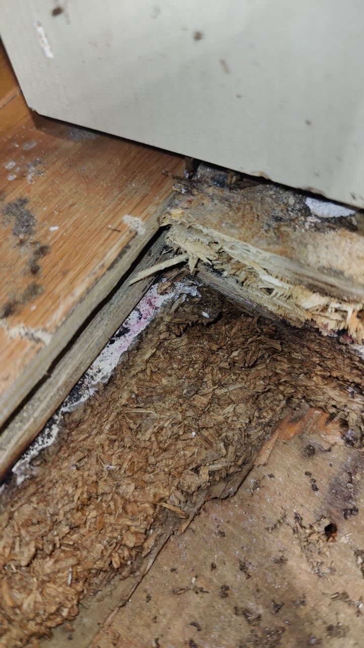 Mold Damage by Accountable Home Services