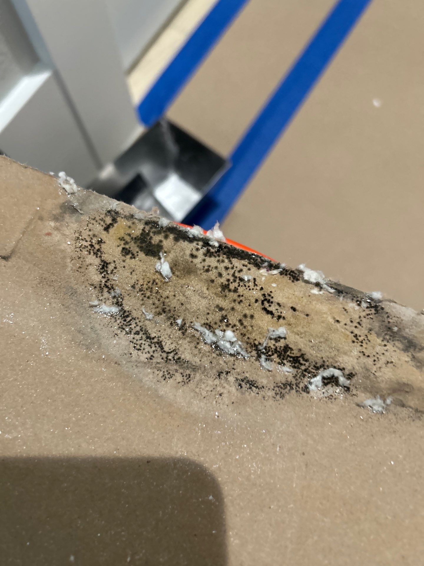 Mold Damage Removal In Bradenton by Ampm Restoration Services
