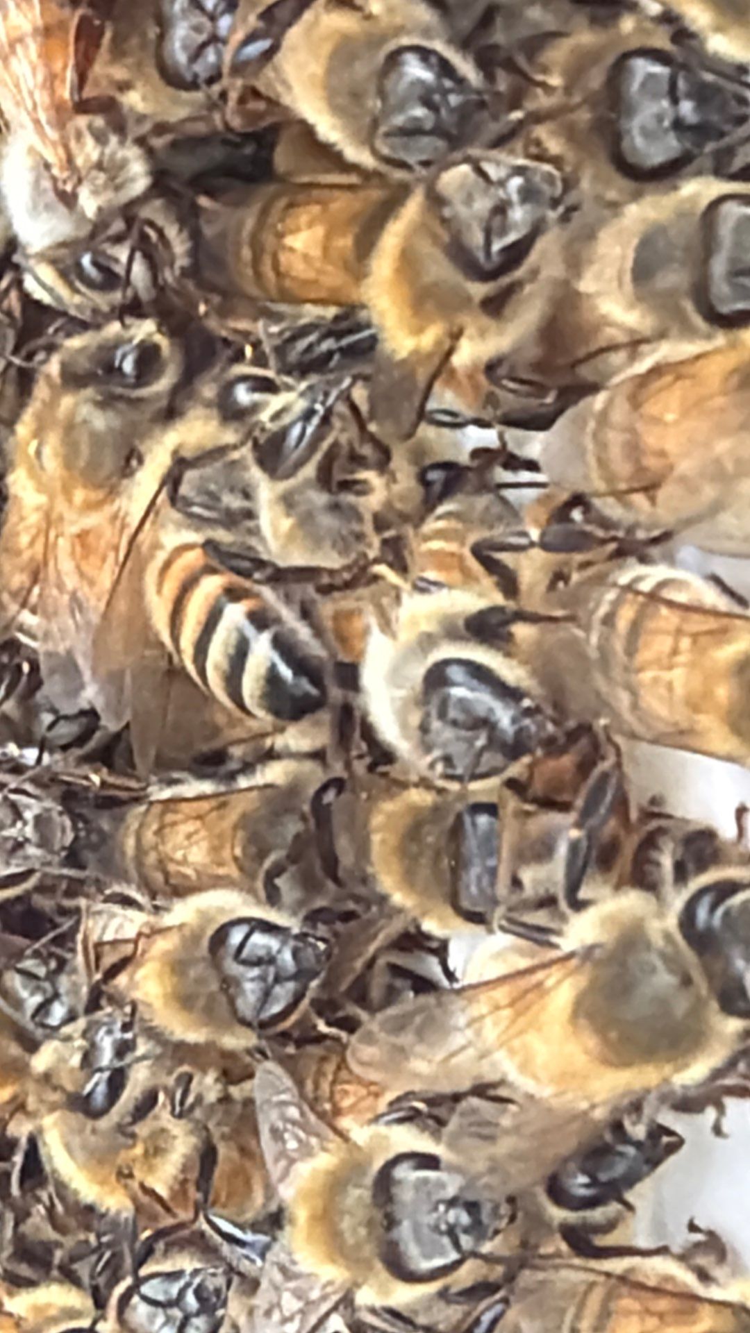 The Lion and the Lamb Apiary by Rockwall Honey Bee Company
