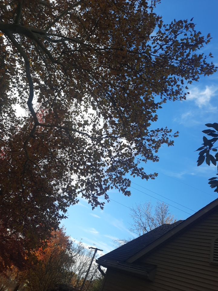Tree Trimming using Tree Pruing by Mike Jones & Sons Tree Service LLC 