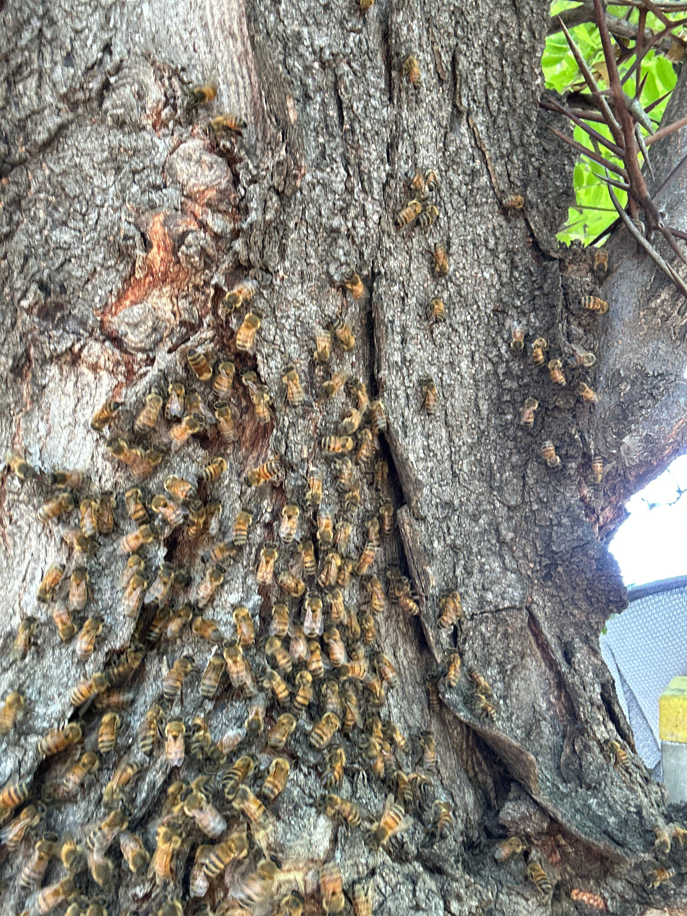Two More Trees, One More Yard by Rockwall Honey Bee Company
