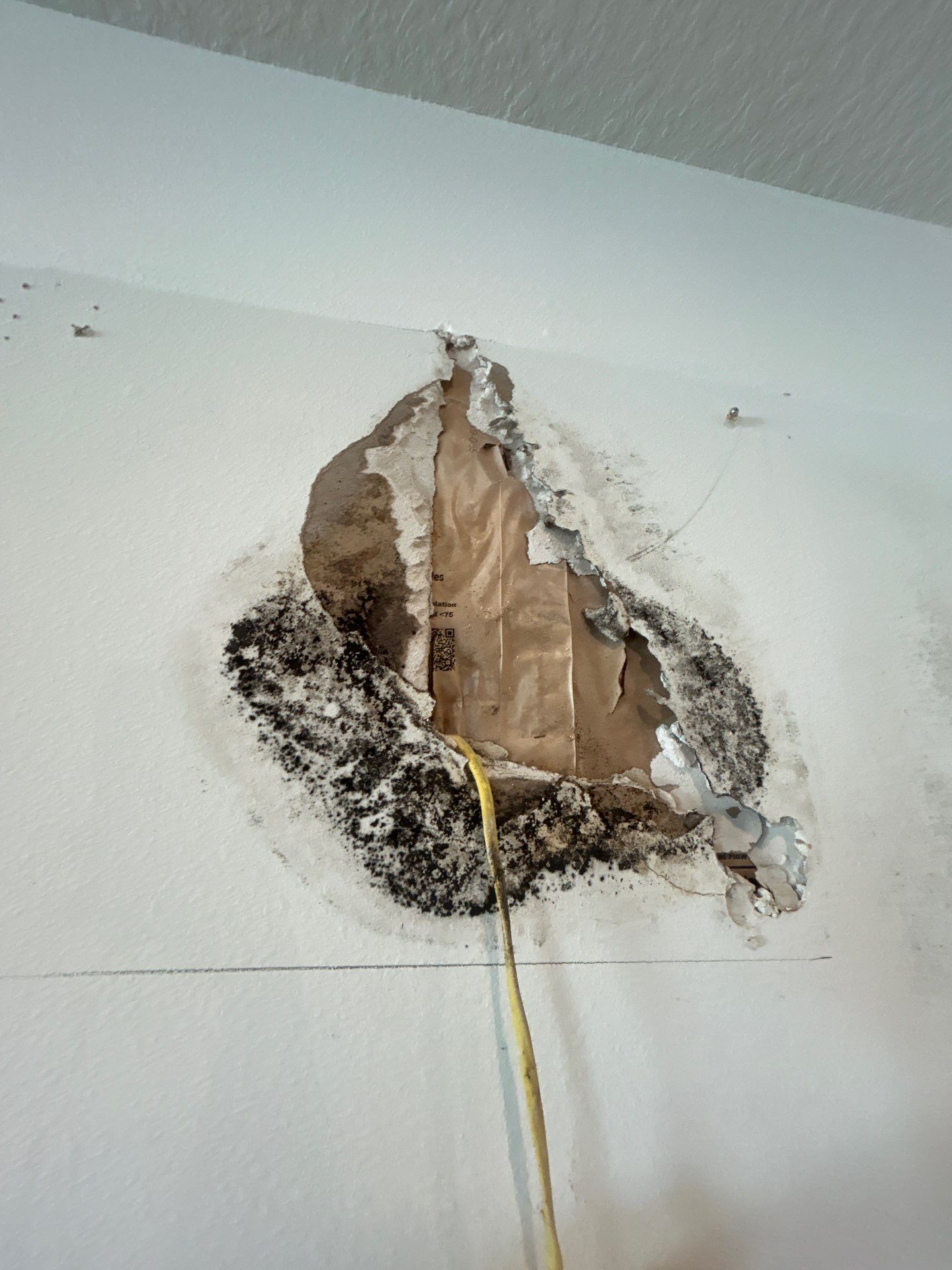 Palmetto Mold Removal & Repair by Ampm Restoration Services 