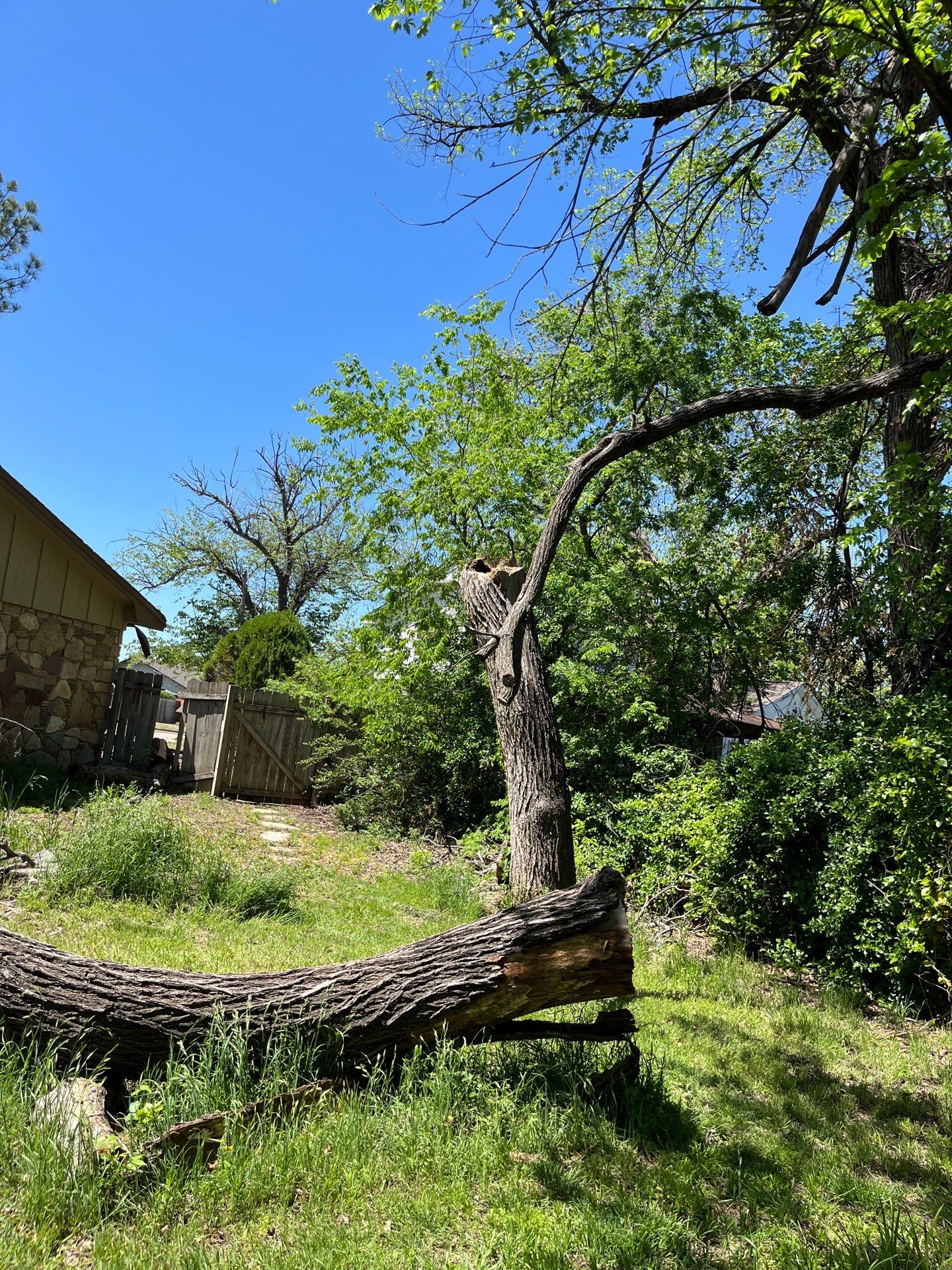 Tree Removal by Clays Services Inc