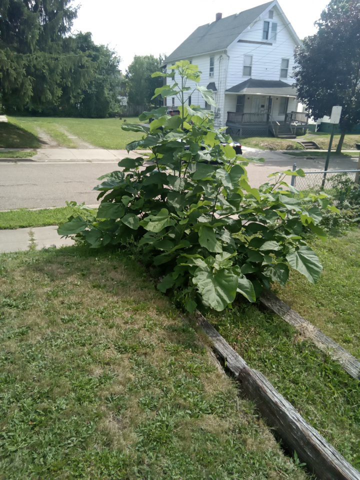 Tree Removal using Tree Removal by Mike Jones & Sons Tree Service LLC 