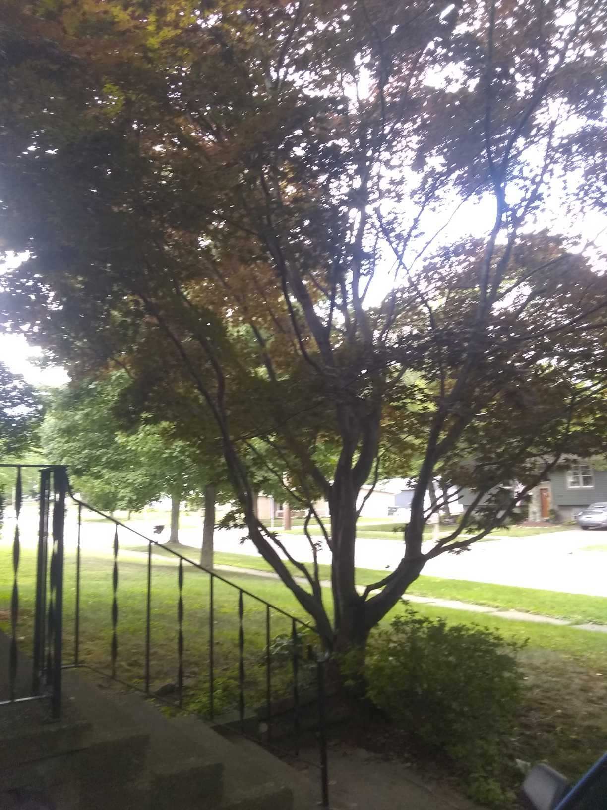 Tree Removal using Tree Removal by Mike Jones & Sons Tree Service LLC 