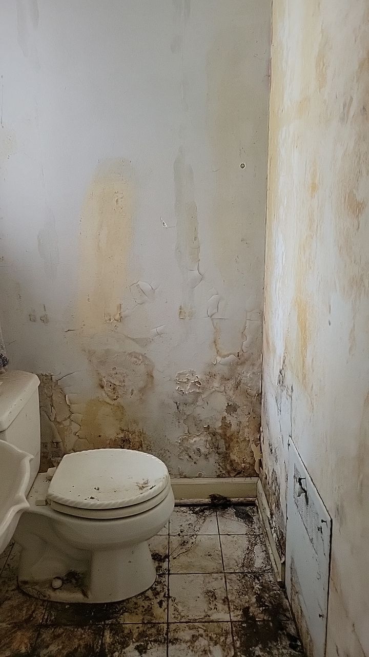 Mold Remediation by Accountable Home Services