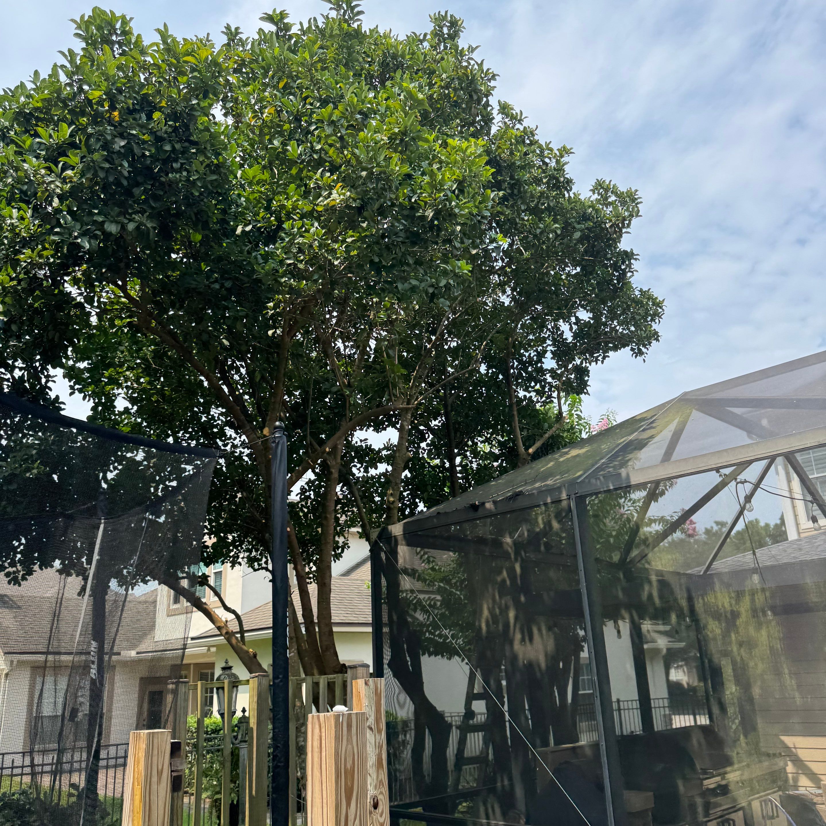 Residential | Sod Installation & Tree Trimming by ProGreen Services