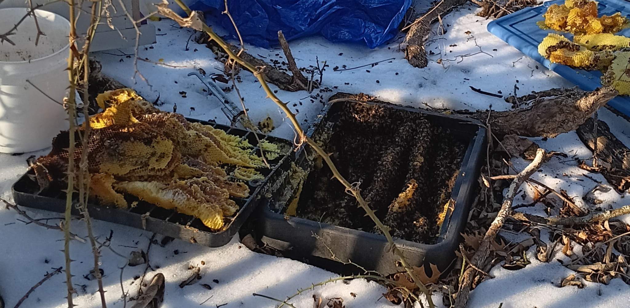 Winter Freeze Bees by Rockwall Honey Bee Company