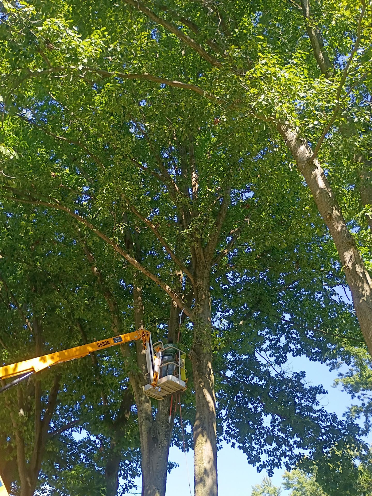 Tree Trimming & Tree Removal in Akron Ohio by Mike Jones & Sons Tree Service LLC 