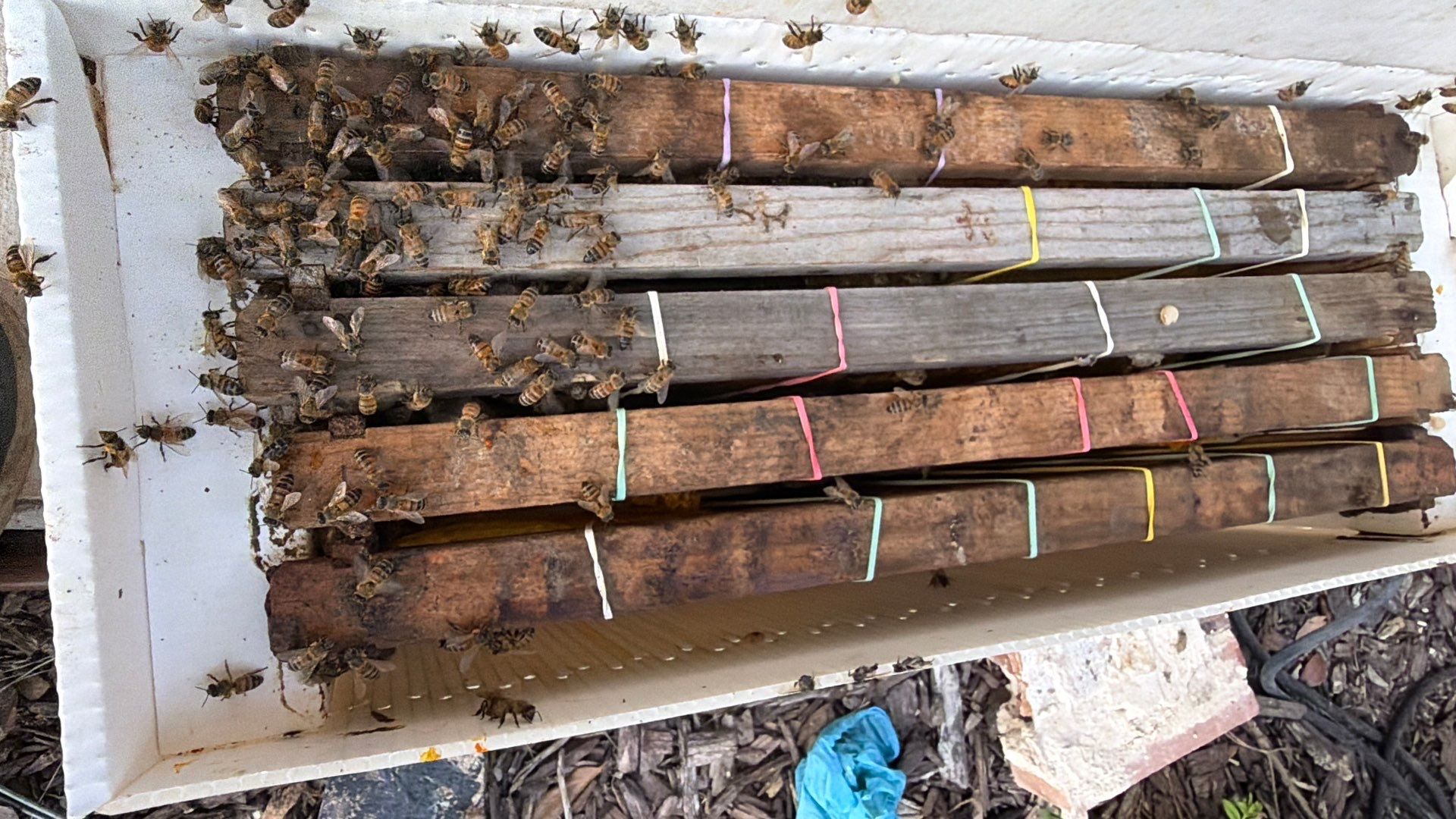 Project in Waxahachie, TX by Rockwall Honey Bee Company