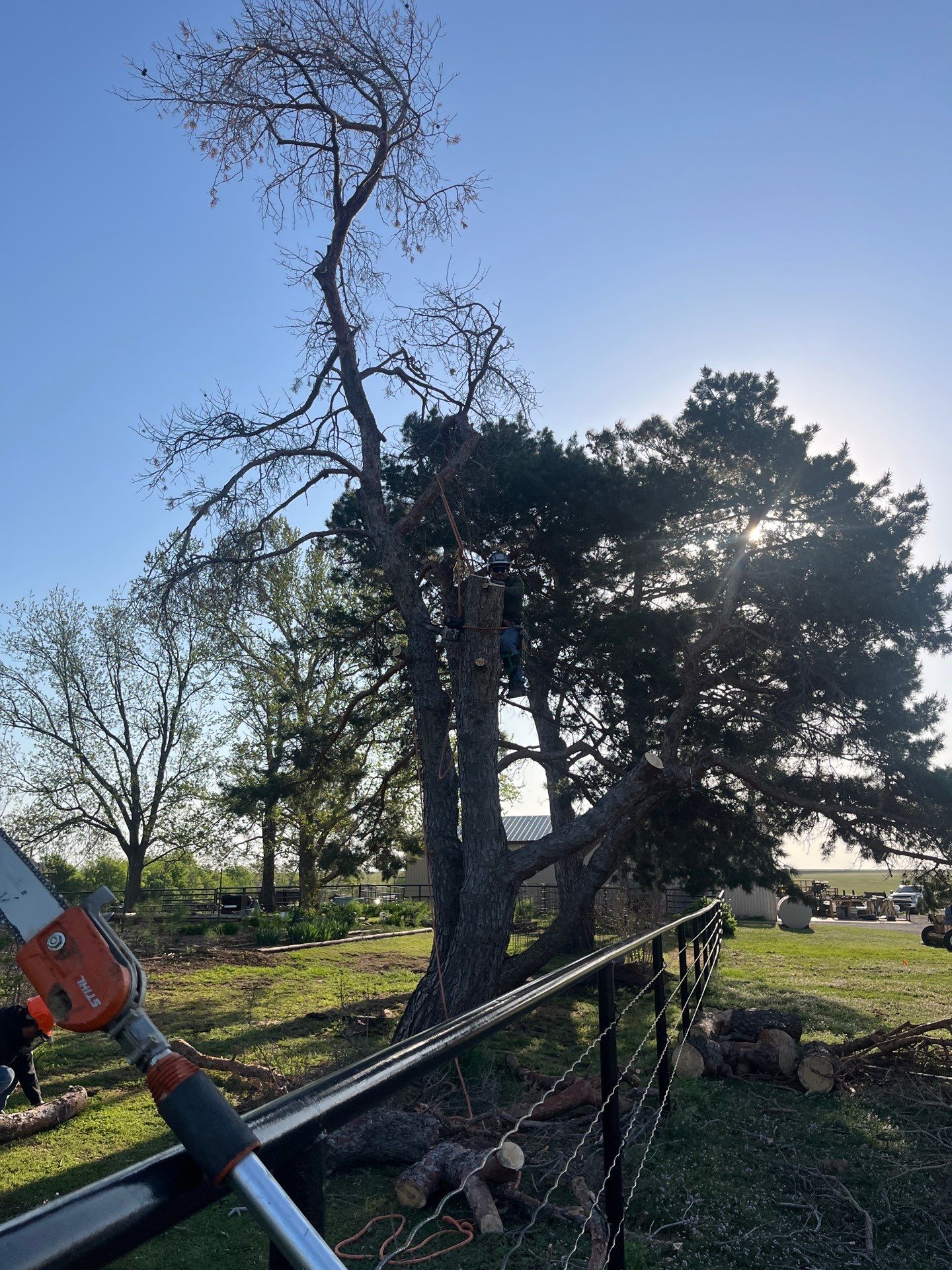 Tree Removal by Clays Services Inc