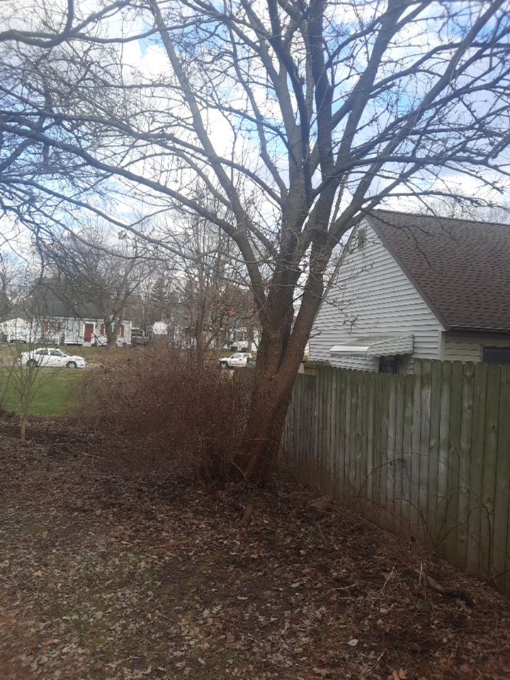 Tree Removal using Tree Removal by Mike Jones & Sons Tree Service LLC 