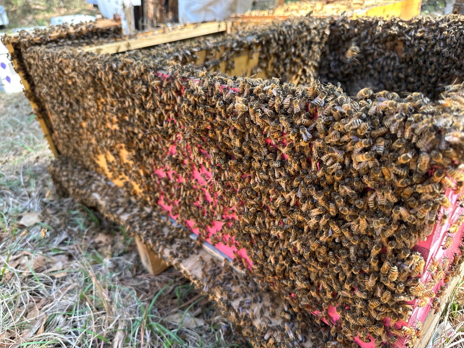 Tree Farm Apiary by Rockwall Honey Bee Company