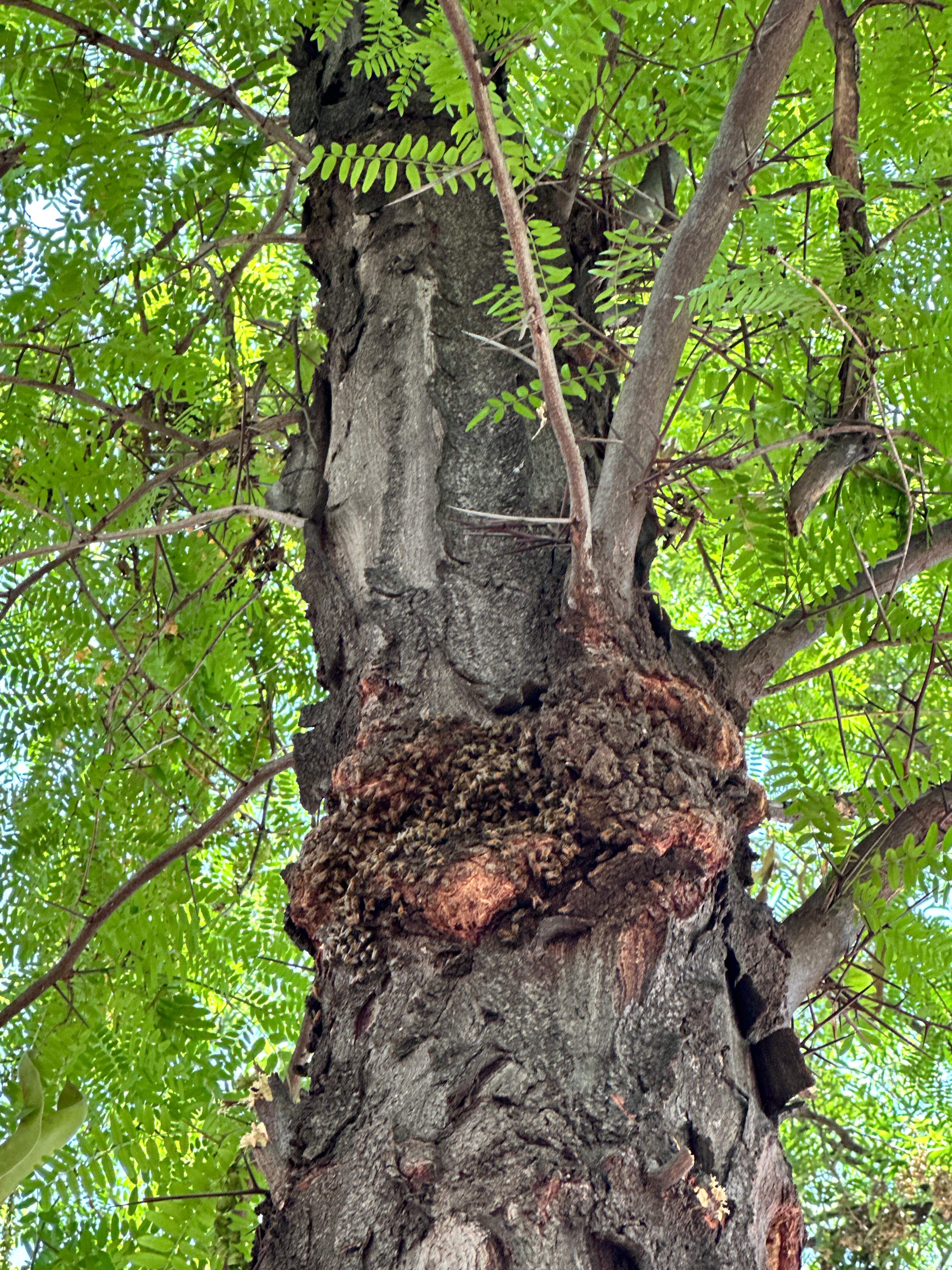 Two More Trees, One More Yard by Rockwall Honey Bee Company