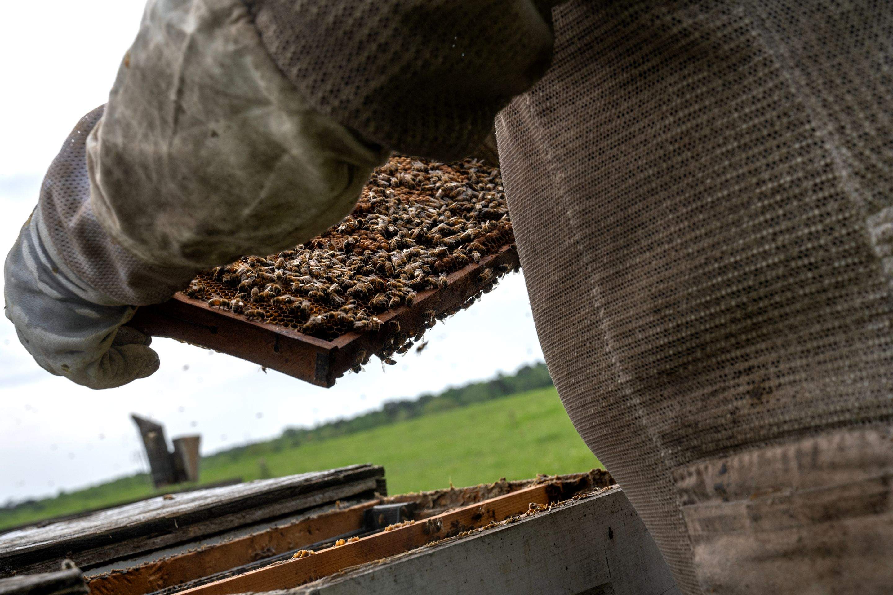 Splits in East Texas by Rockwall Honey Bee Company