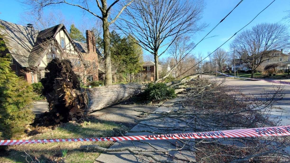 Tree Removal using Tree Removal by Mike Jones & Sons Tree Service LLC 