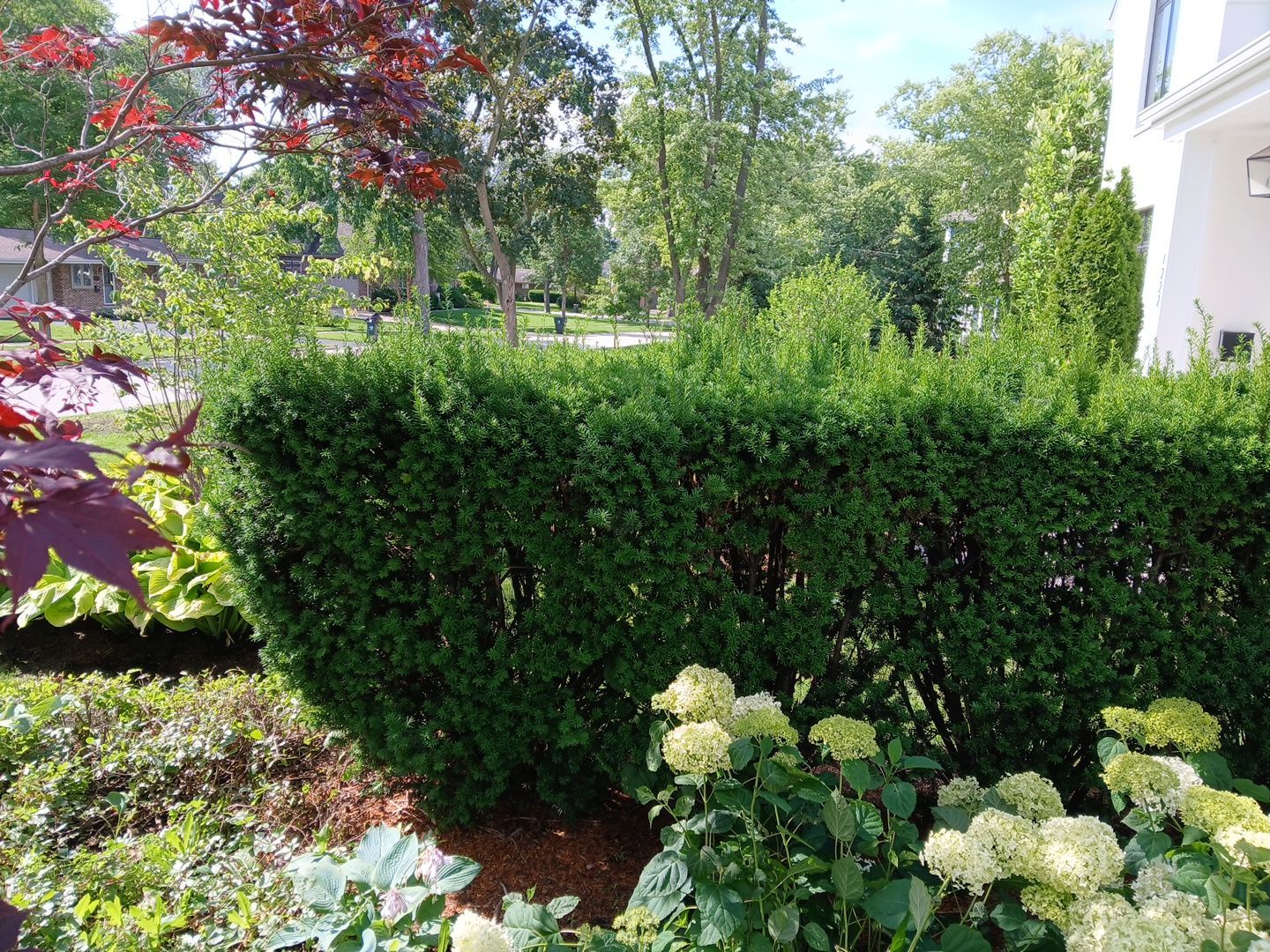 Lisa C. - Arlington Heights, IL by A&N