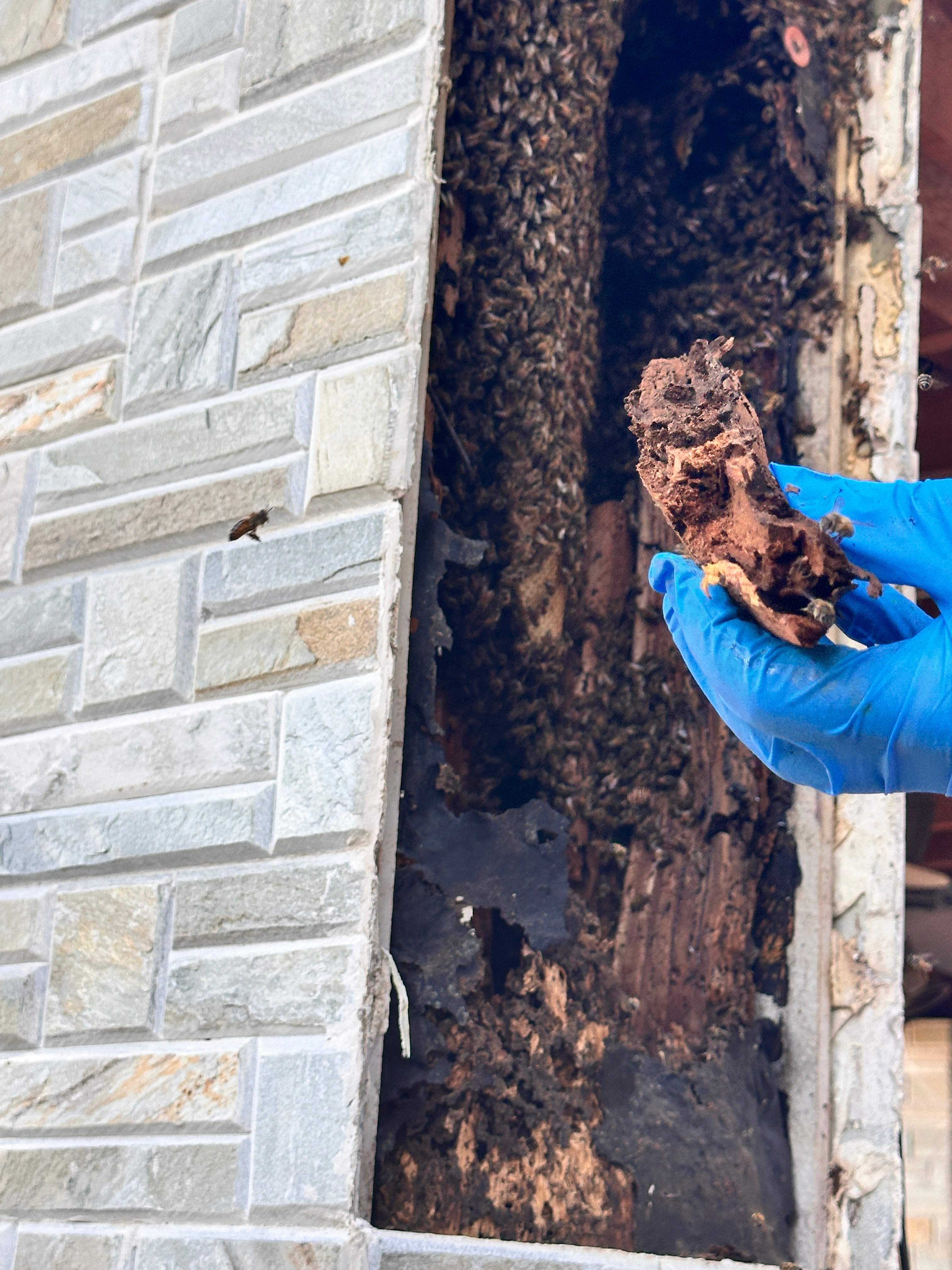 Scary Pergola by Rockwall Honey Bee Company