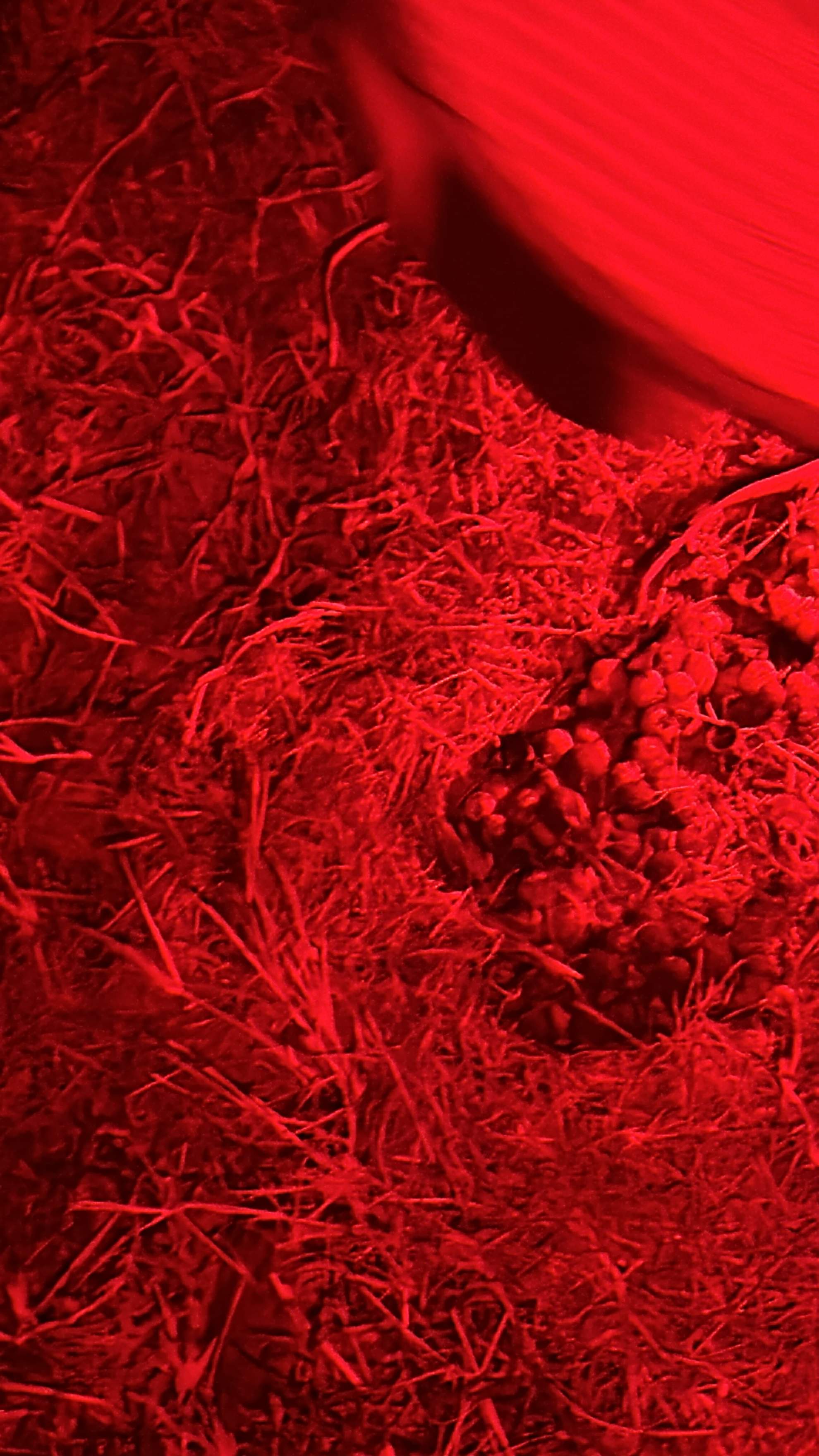 Bumblebees! by Rockwall Honey Bee Company