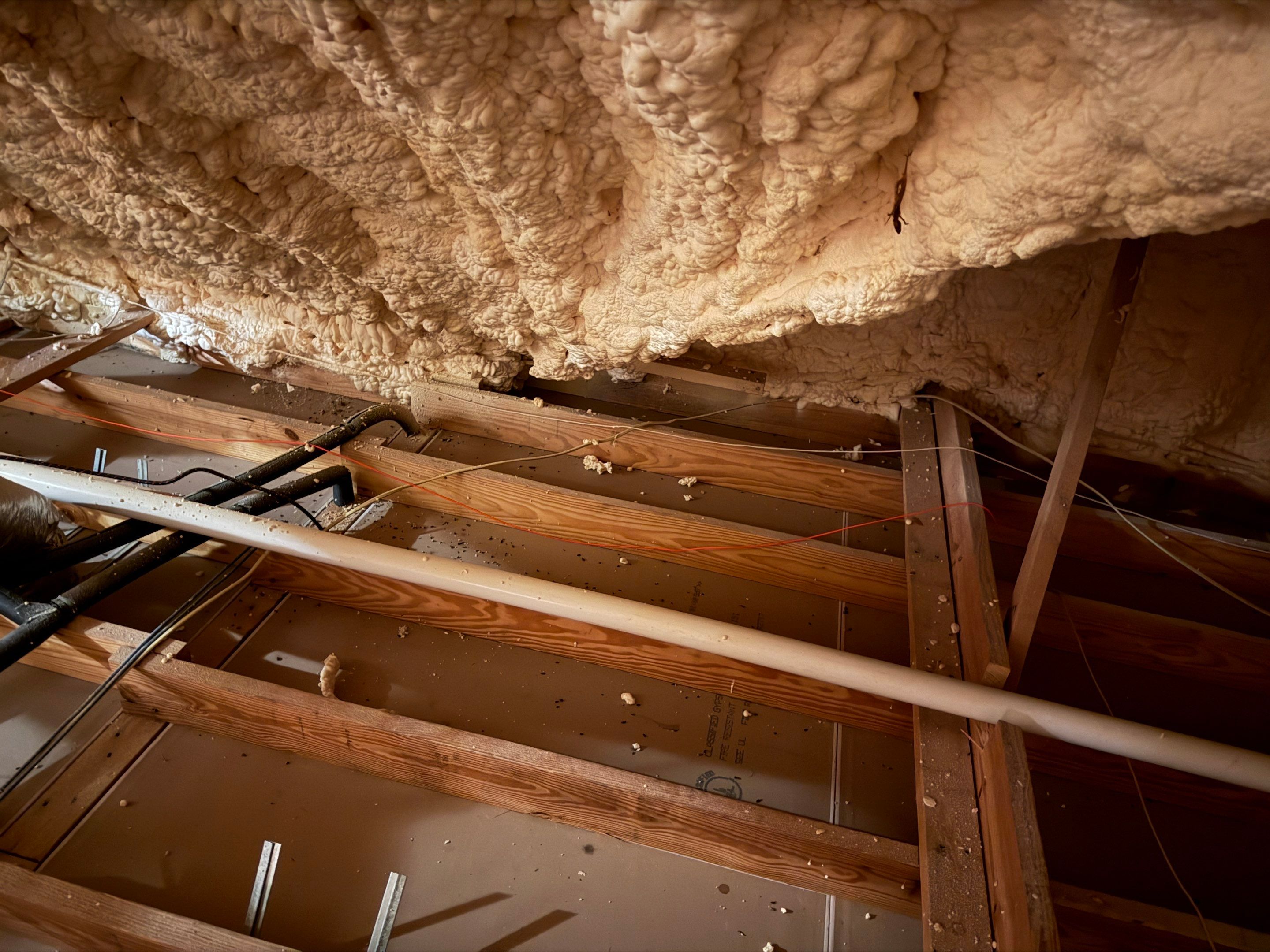 Spineless Cactus Bees by Rockwall Honey Bee Company
