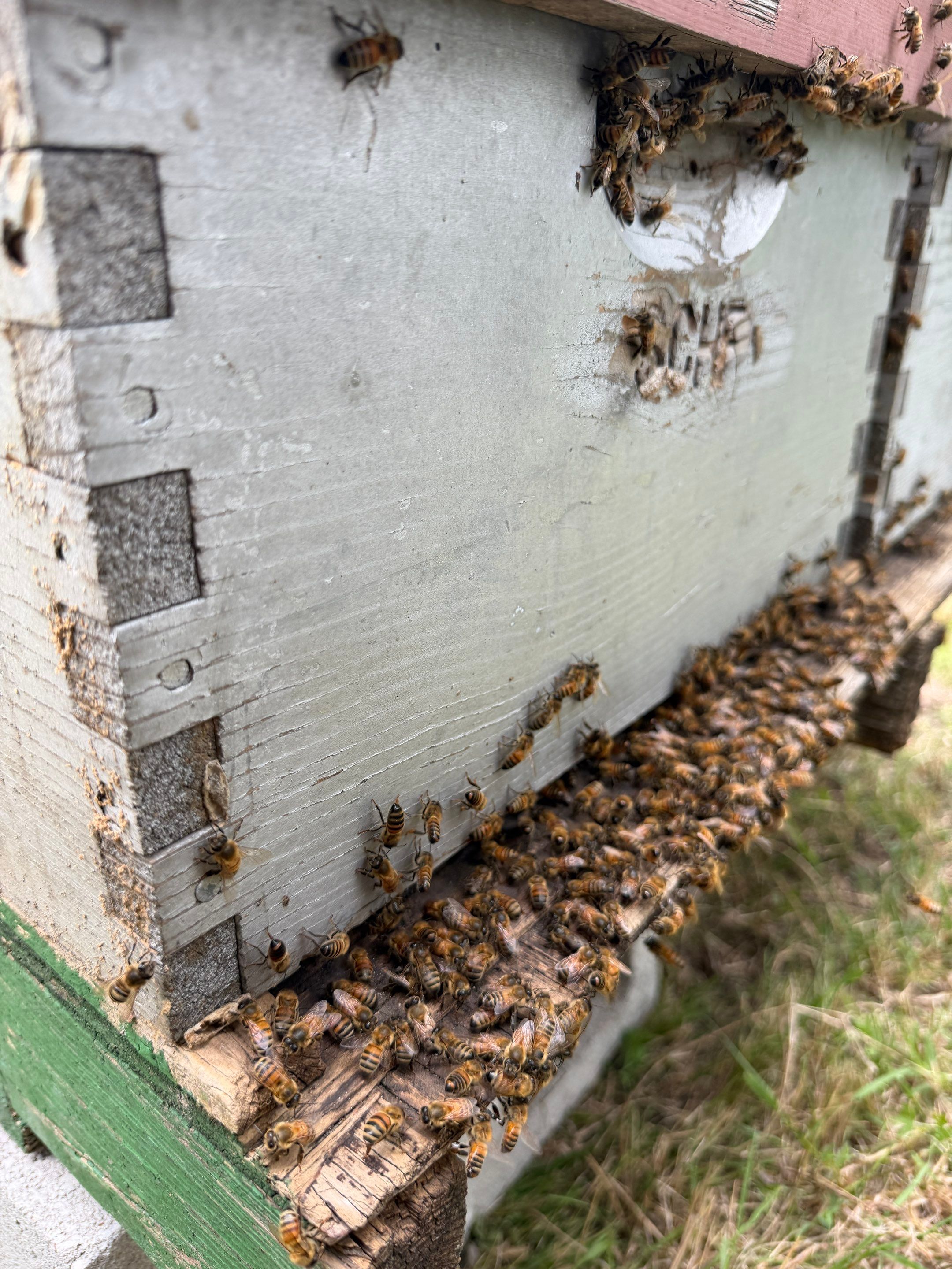 Project in Terrell, TX by Rockwall Honey Bee Company