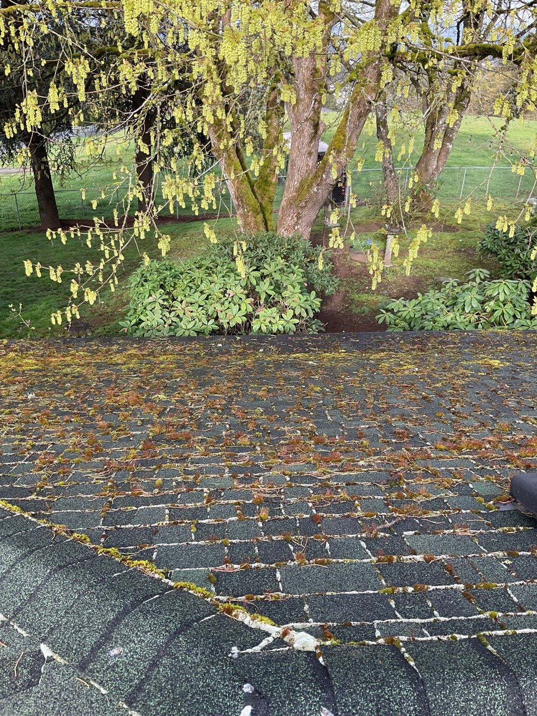 Roof Cleaning Moss Treatment by Willamette Outdoor Wash LLC