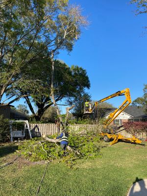 Deerwood Resident | Tree Service