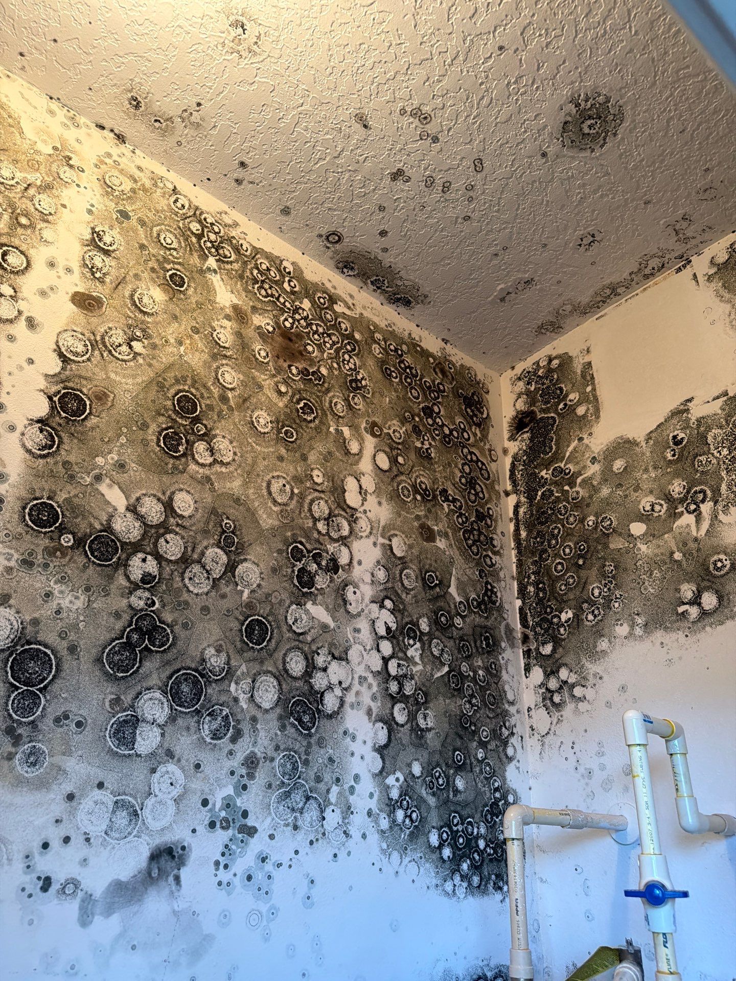 Mold Remediation and Interior Structural Drying in Wellington, Florida by SuperClean