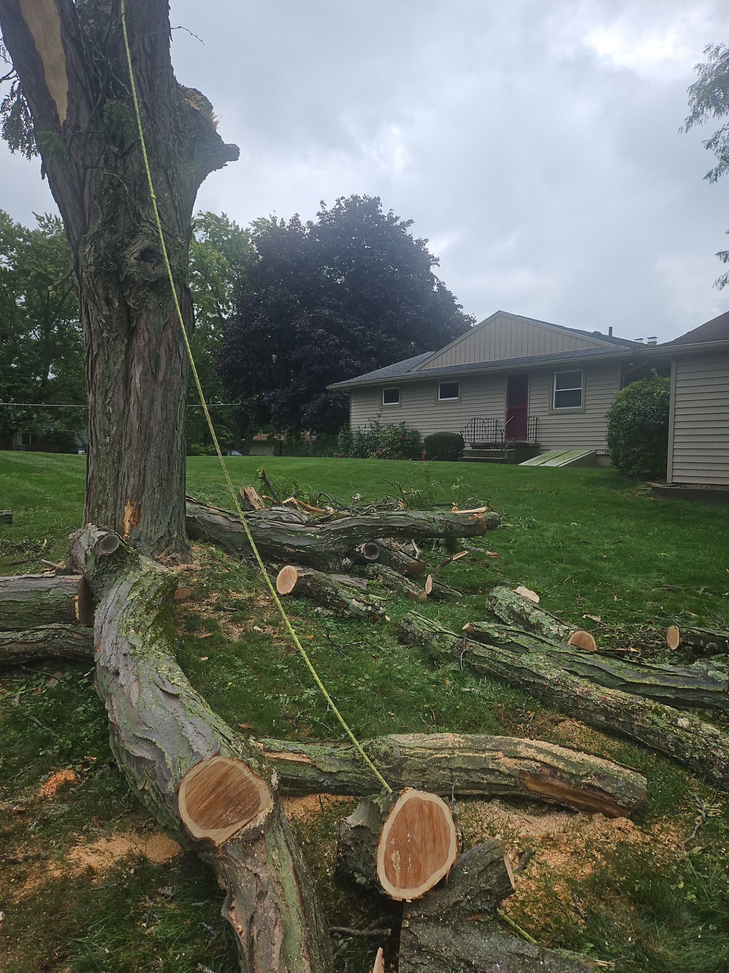 Tree Removal using Tree Removal by Mike Jones & Sons Tree Service LLC 