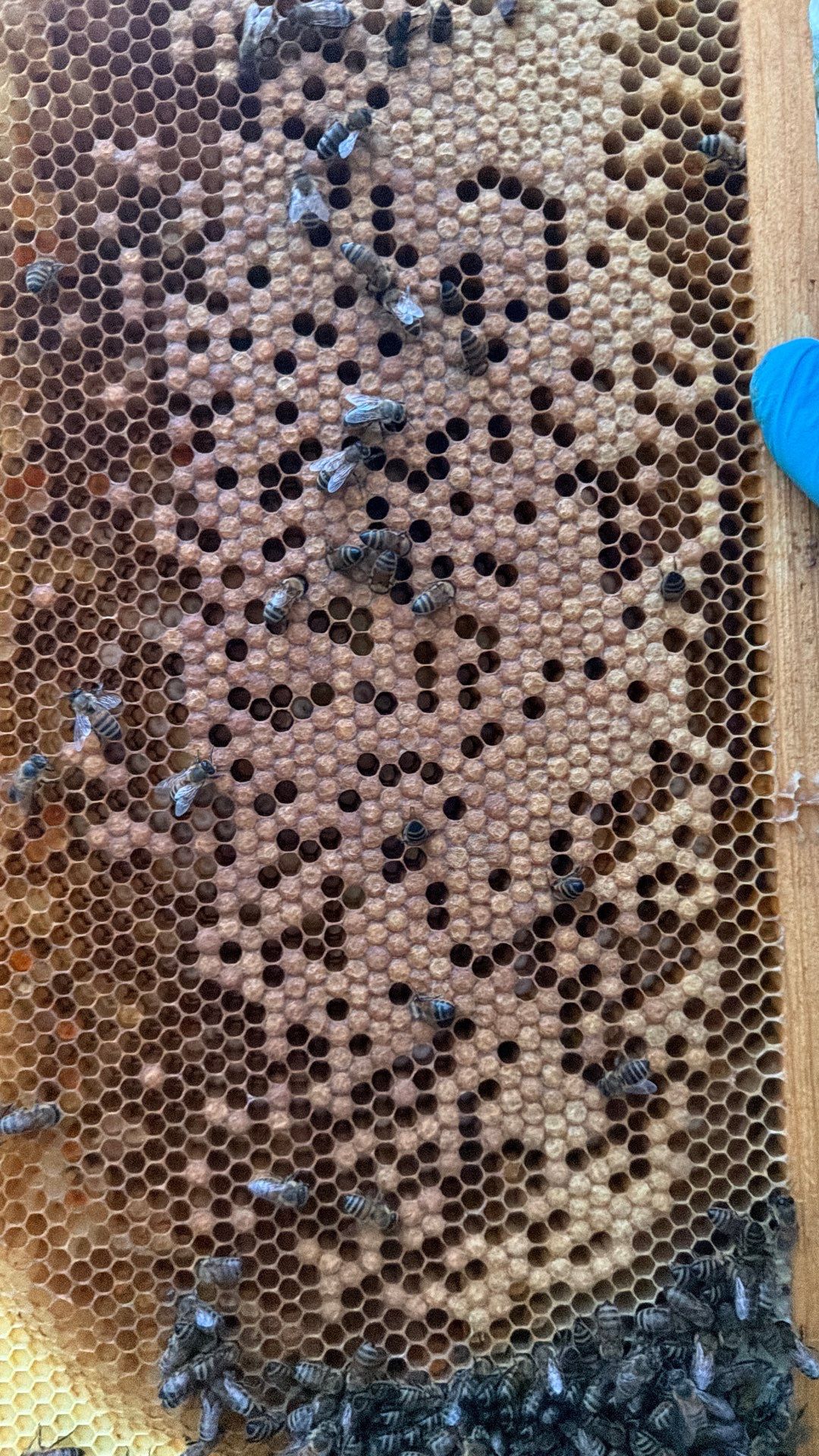 Happy Parking Lot Bee Hive by Rockwall Honey Bee Company