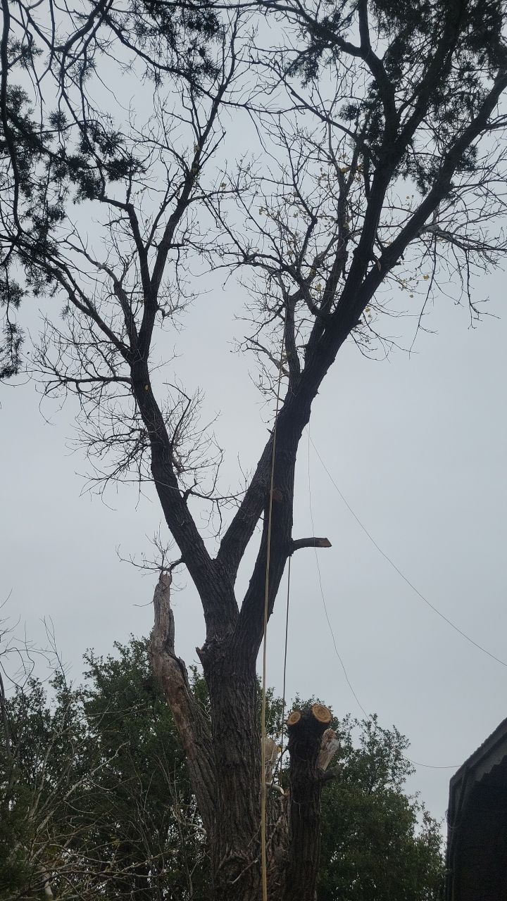 Tree Removal using Chainsaws by Clays Services Inc