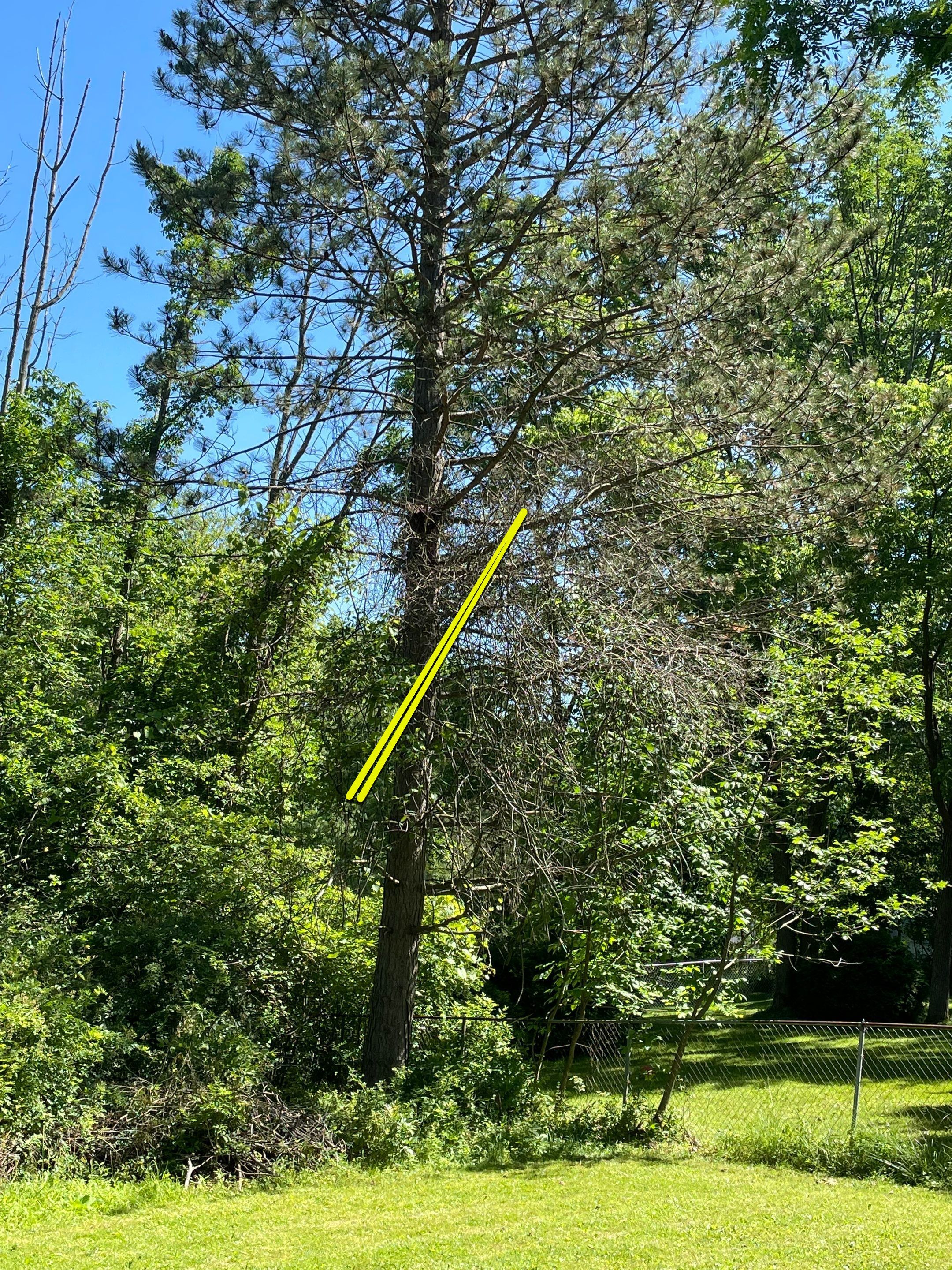 Tree Removal using Tree Removal by Mike Jones & Sons Tree Service LLC 