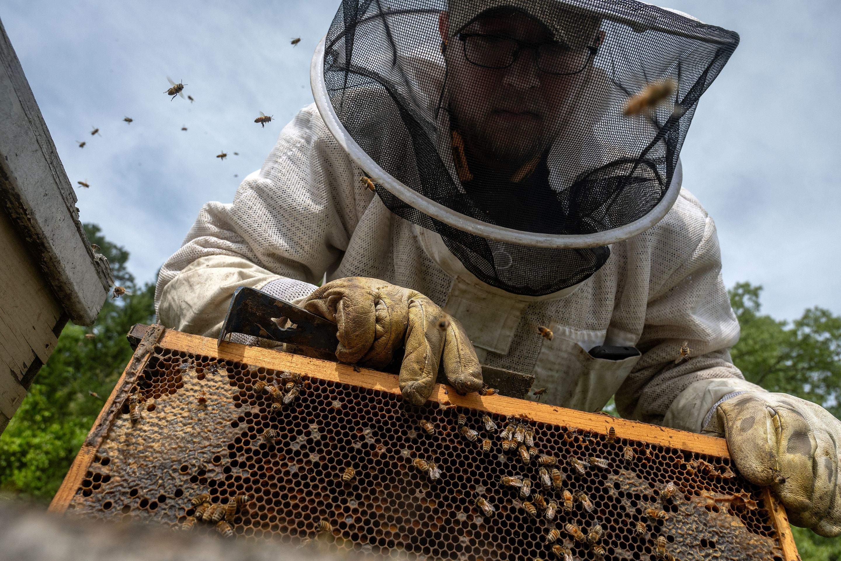 Splits in East Texas by Rockwall Honey Bee Company