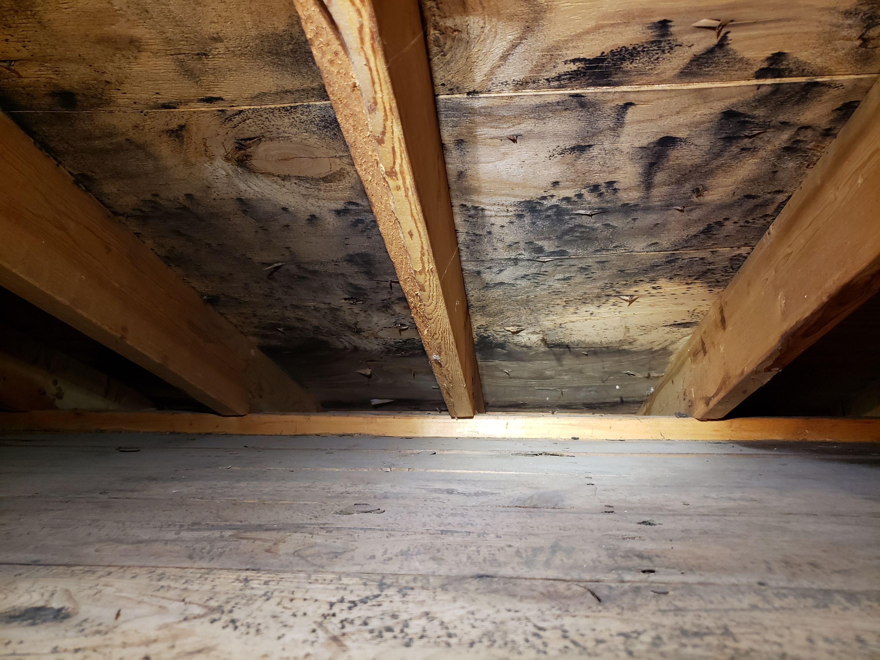 Attic Mold Remediation by Chicagoland Water Medics
