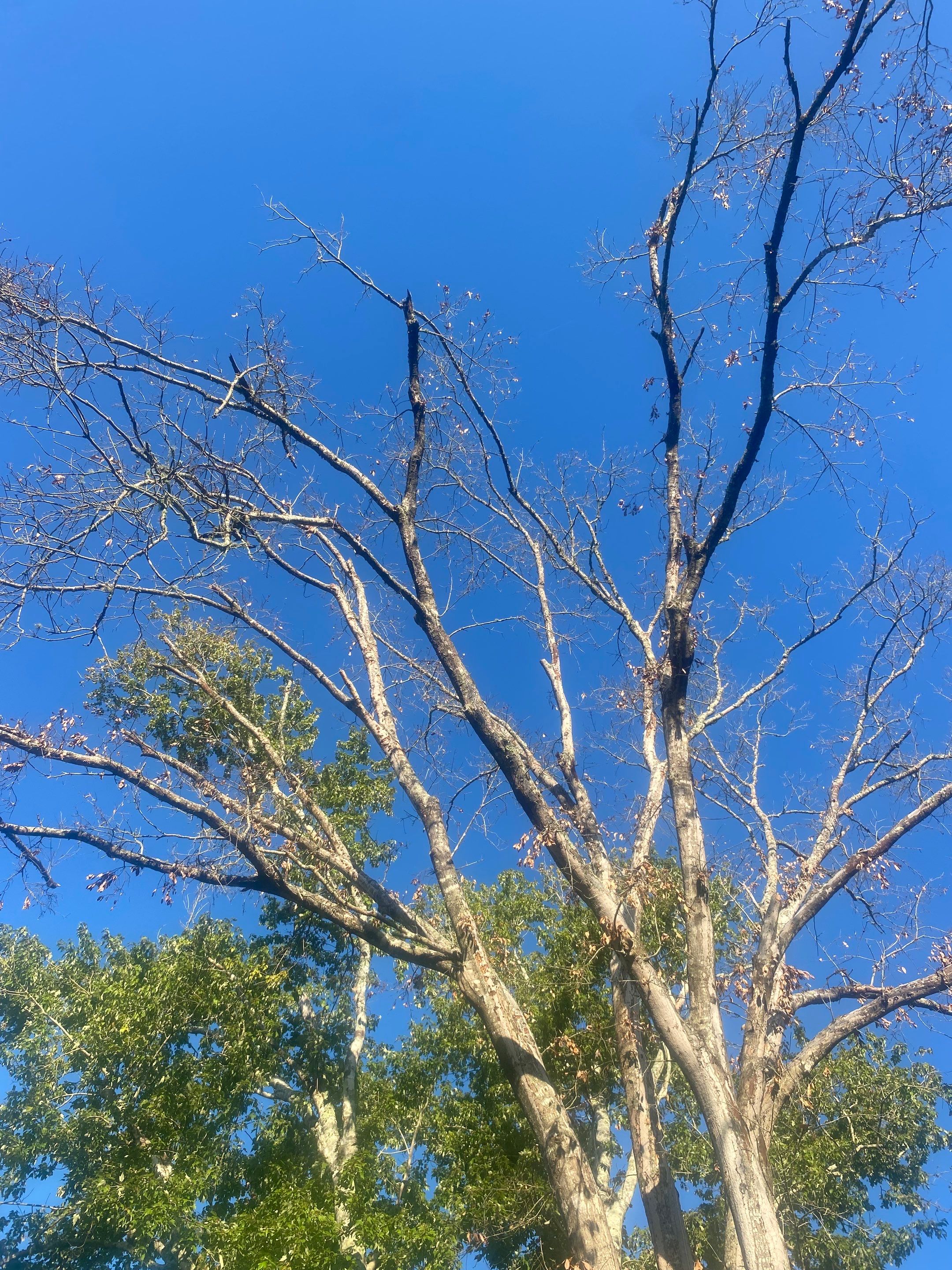 Tree Removal | Residential by ProGreen Services
