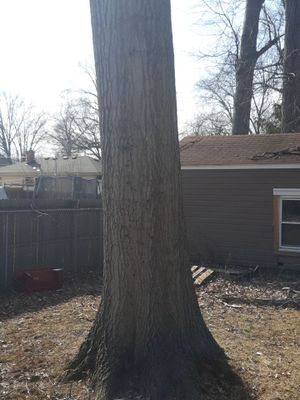 Tree Trimming using Tree Pruing