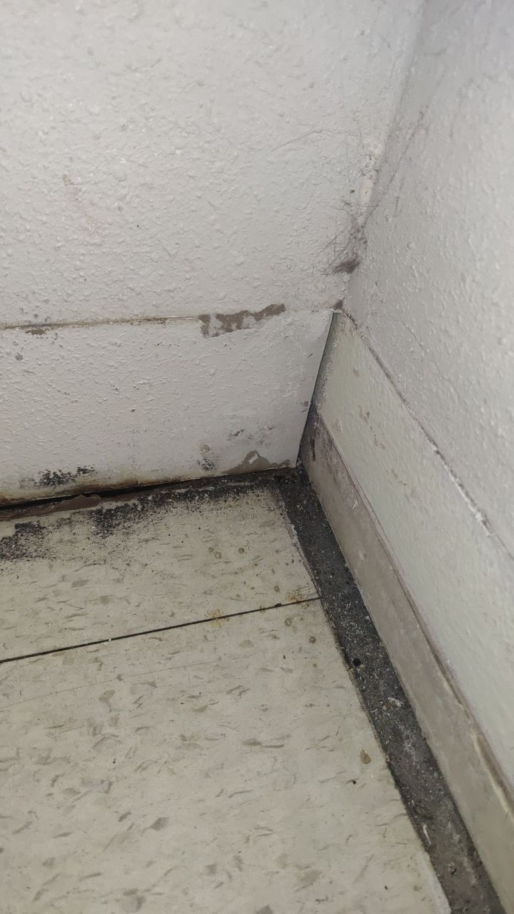 Mold Remediation by Accountable Home Services