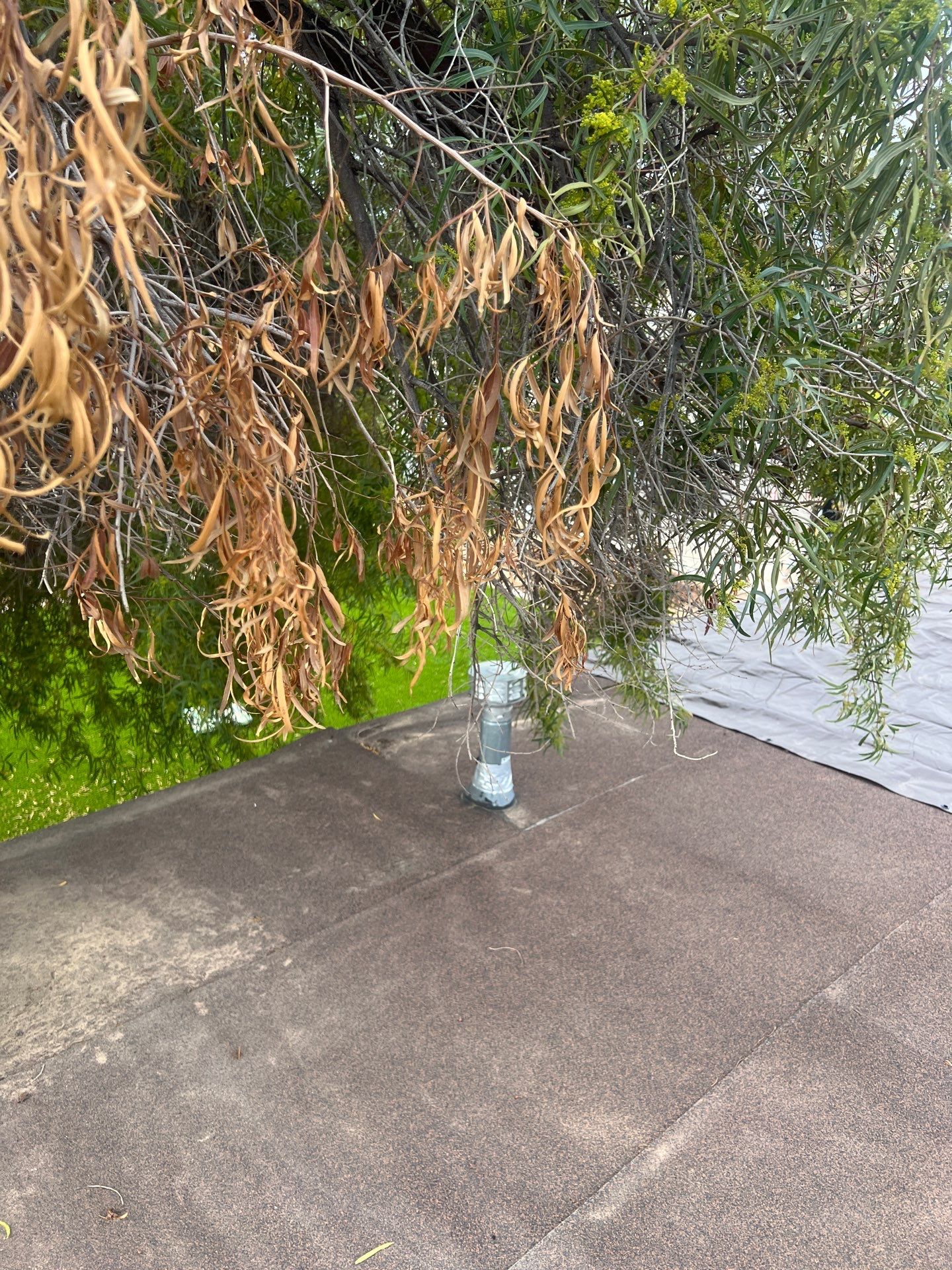 Modified Bitumen Membrane by Reimagine Roofing