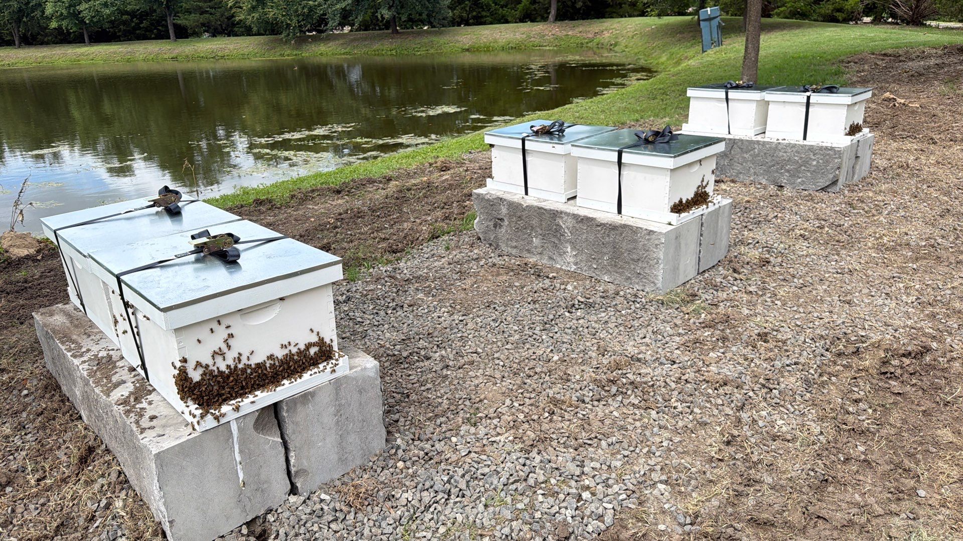 The Lion and the Lamb Apiary by Rockwall Honey Bee Company