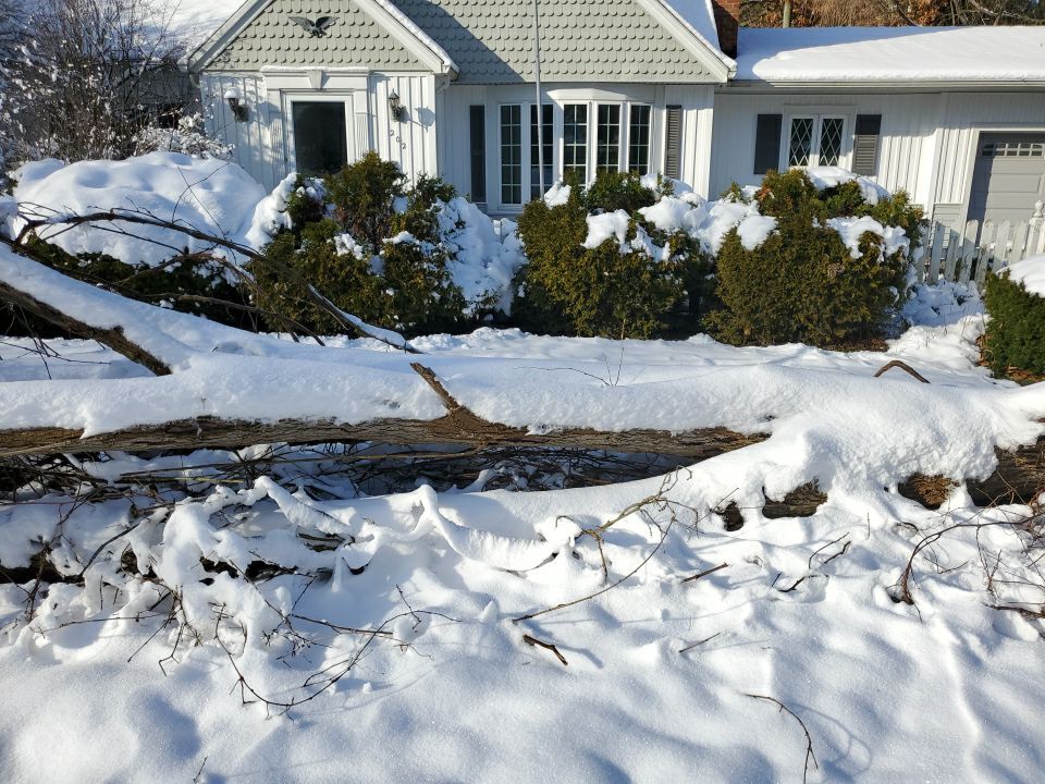 Tree Removal using Tree Removal by Mike Jones & Sons Tree Service LLC 