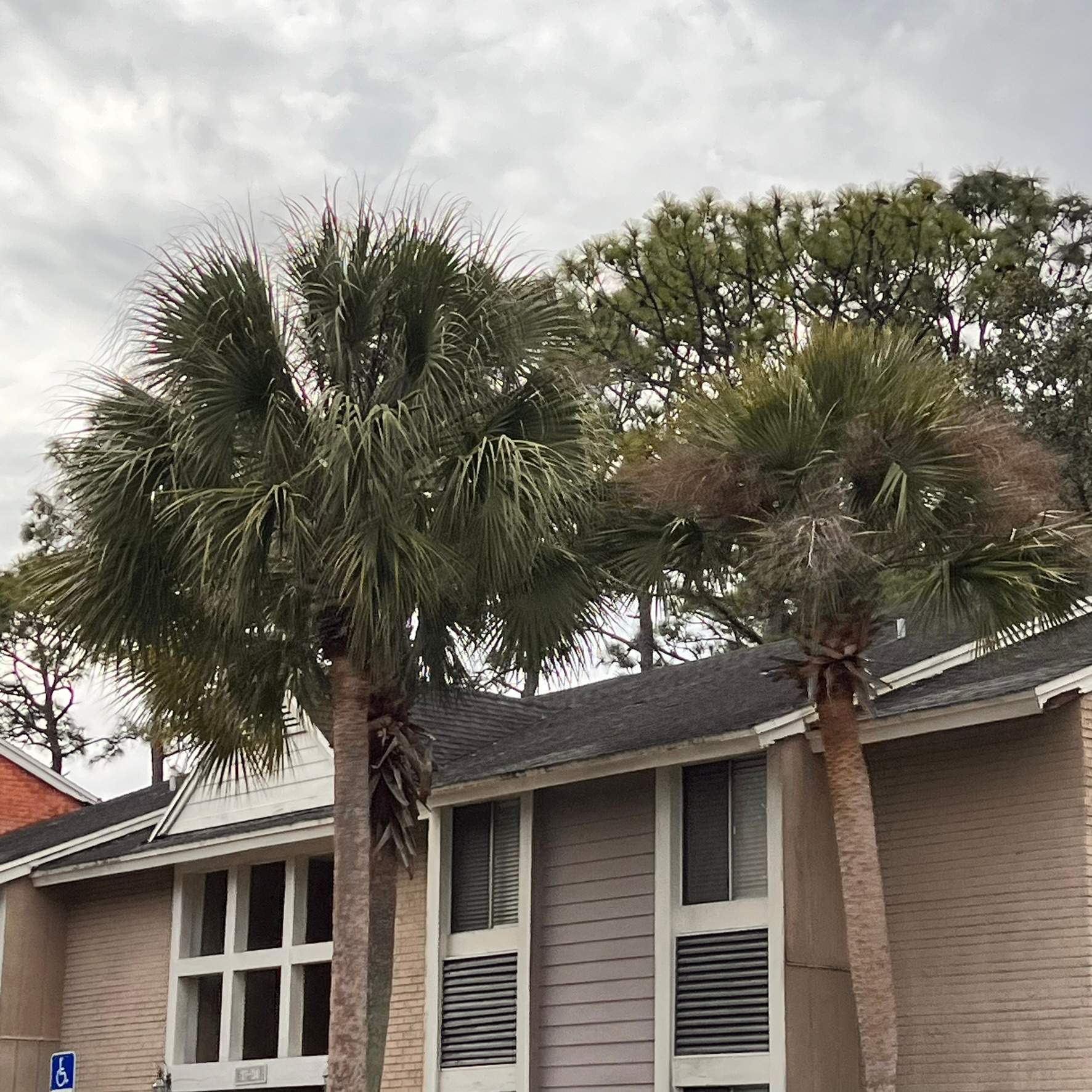 Tree Trimming | Preserve at San Jose by ProGreen Services