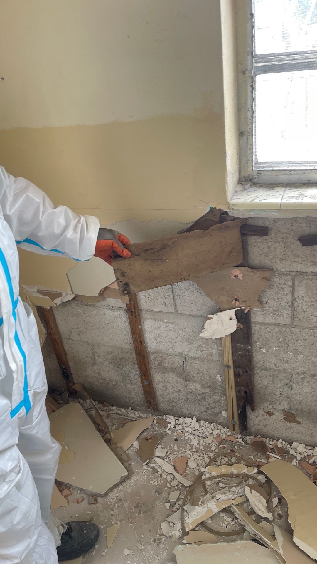 Mold Remediation  by THE RAPID TEAM