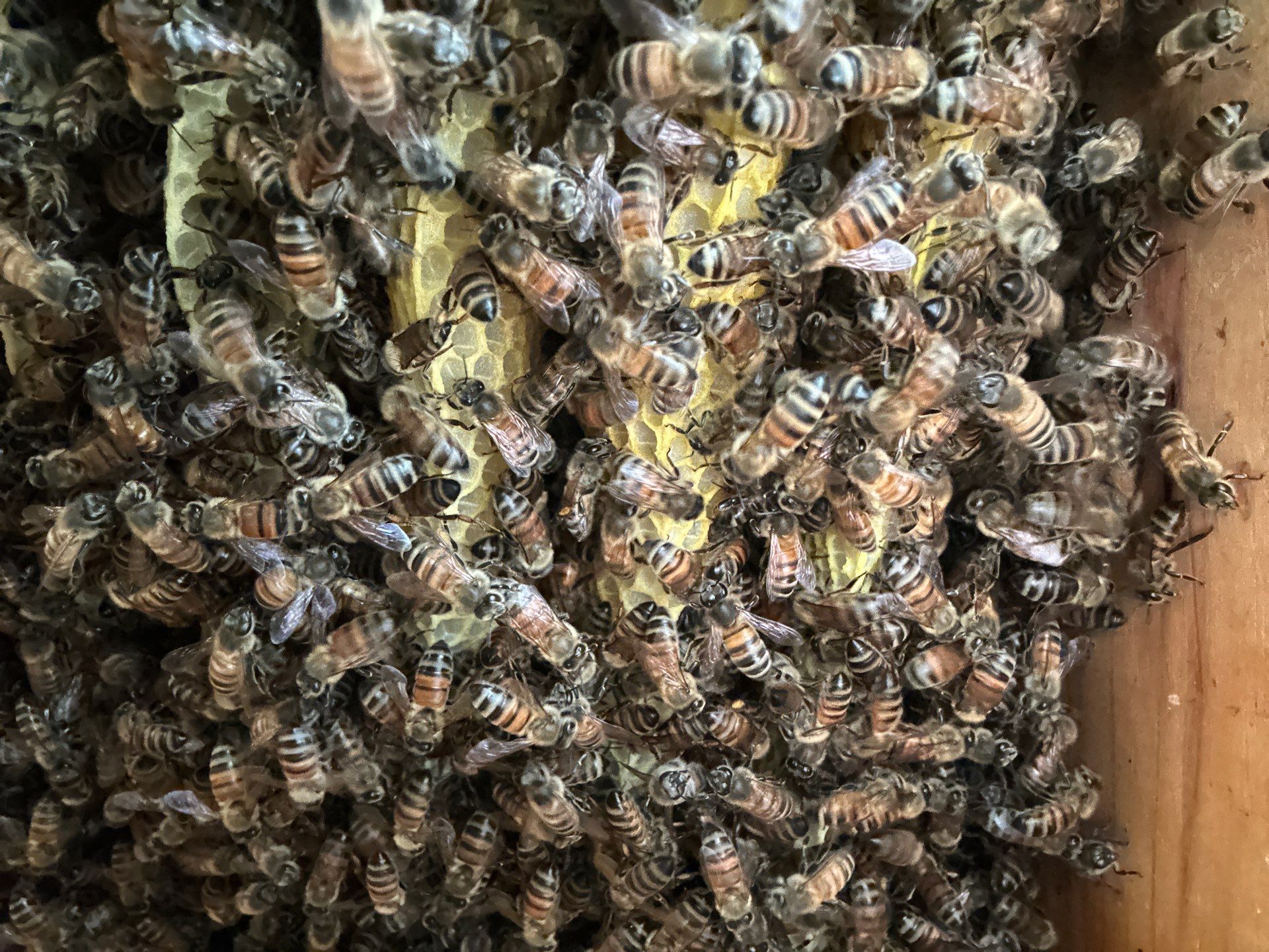 Corporate HQ by Rockwall Honey Bee Company