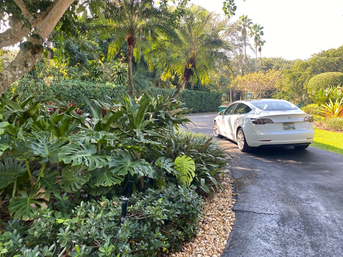 Tropical Residential Landscape in Pinecrest by Nature's Dream Landscape and Tree Service