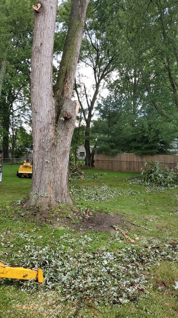 Tree Removal by Mike Jones & Sons Tree Service LLC 