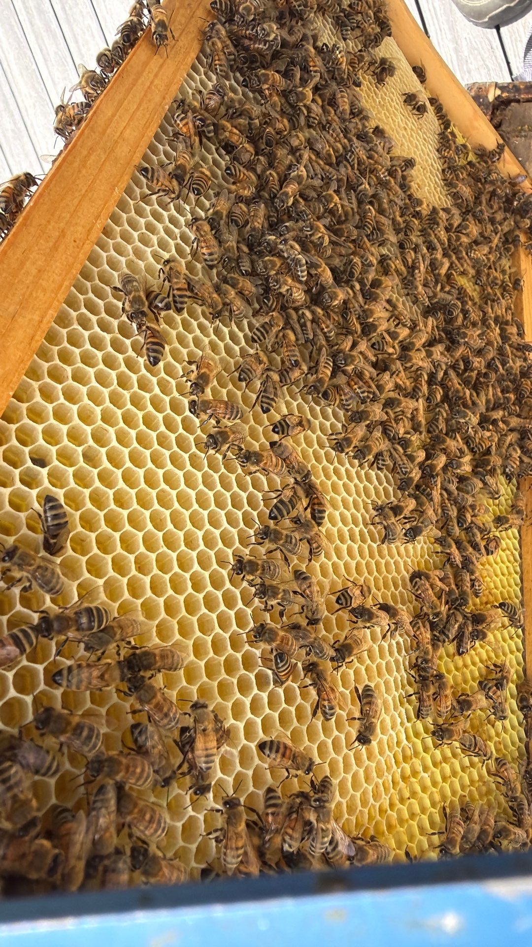 Platform Precious Population by Rockwall Honey Bee Company