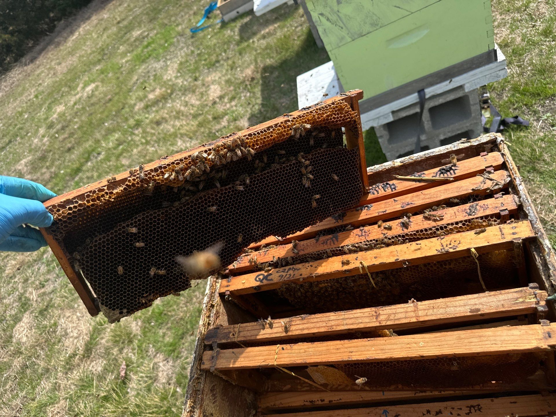 Bees for Ag. Exemption in Heath by Rockwall Honey Bee Company