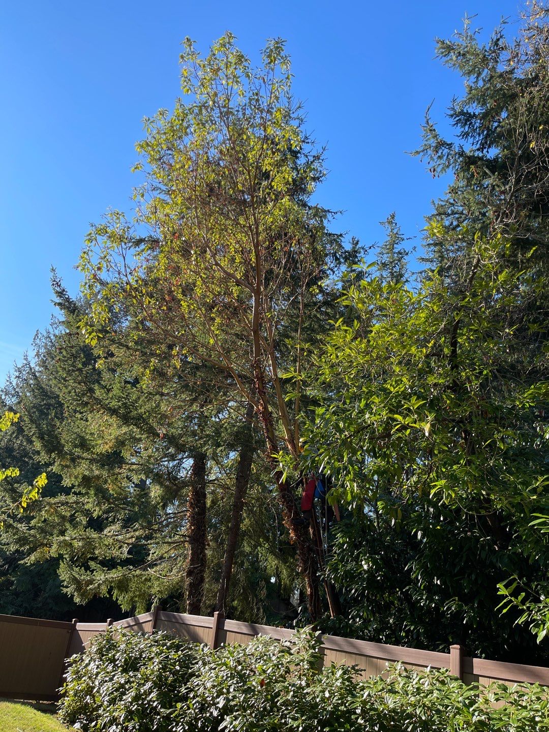 Tree Removal using Tree Removal by Mike Jones & Sons Tree Service LLC 